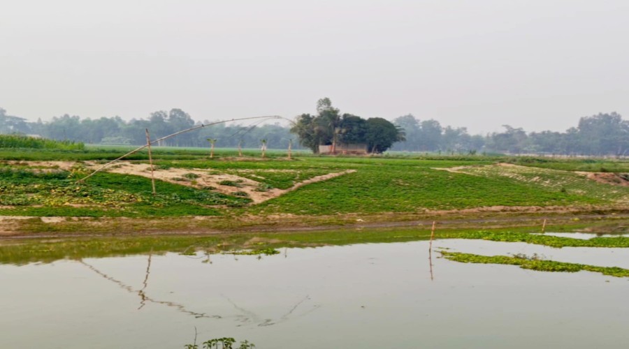 নালিতাবাড়ী নদী চরে সবজি চাষ, ক্ষতিগ্রস্ত কৃষকদের ঘুরে দাঁড়ানোর চেষ্টা