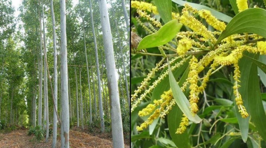 ইউক্যালিপটাস ও আকাশমণি গাছের চারা রোপণ-বিক্রয়-উত্তোলন নিষিদ্ধ