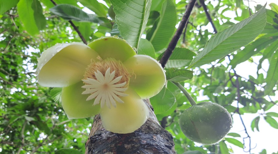 আজ আষাঢ়ের প্রথম দিন। ষড় ঋতুর আবহমান বাংলায় বর্ষাকালের শুরু। গ্রামগঞ্জে চালতা গাছে ফুটেছে ফুল। এ যেন বর্ষার অবিরাম বৃষ্টিরধারার অপরূপ সৌন্দর্য্যরে কথা মনে করিয়ে দেয়।